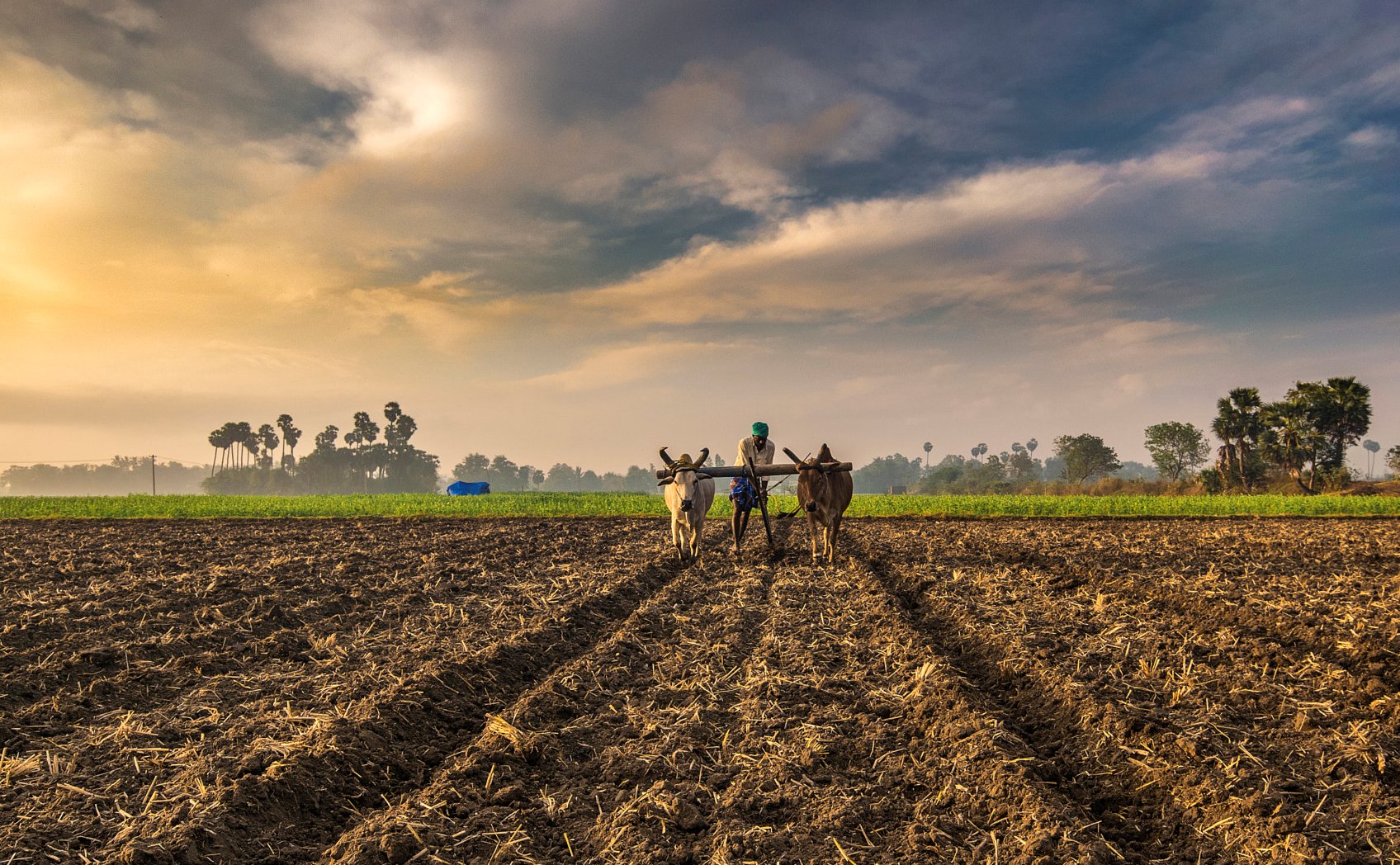 Role Of Agriculture In Development Of India